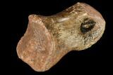 Struthiomimus Phalange (Toe Bone) - Montana #113162-2